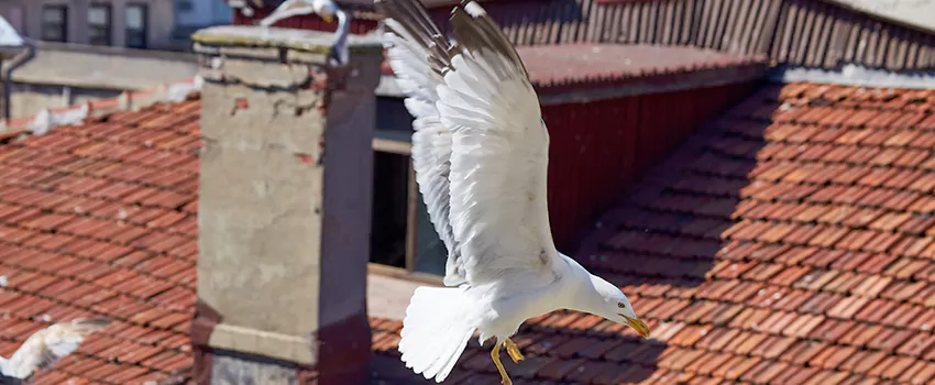Residential Chimney Animal Removal Solution in North Decatur, GA
